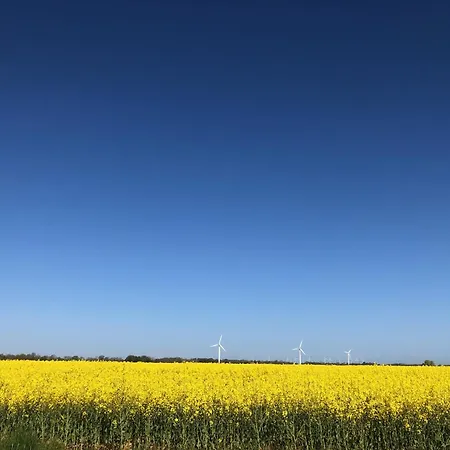 Tief 10 Meeresstern Mit Internet504