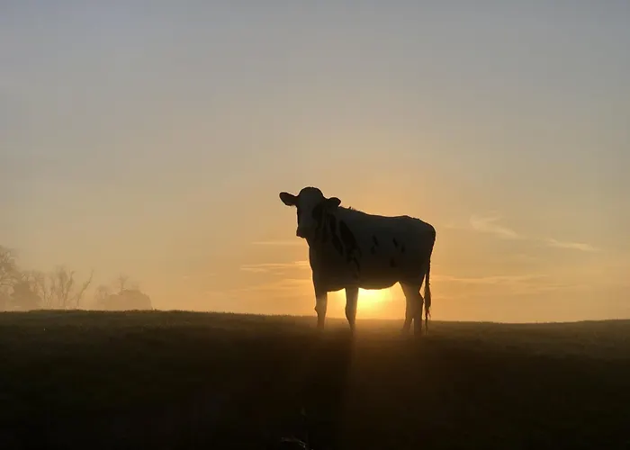 Daire Tief 10 Meeresstern Mit Internet504