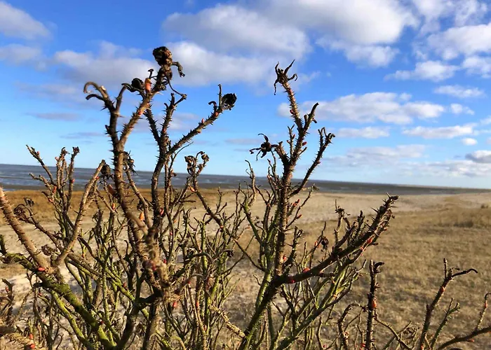 Tief 10 Meeresstern Mit Internet504 Schillig